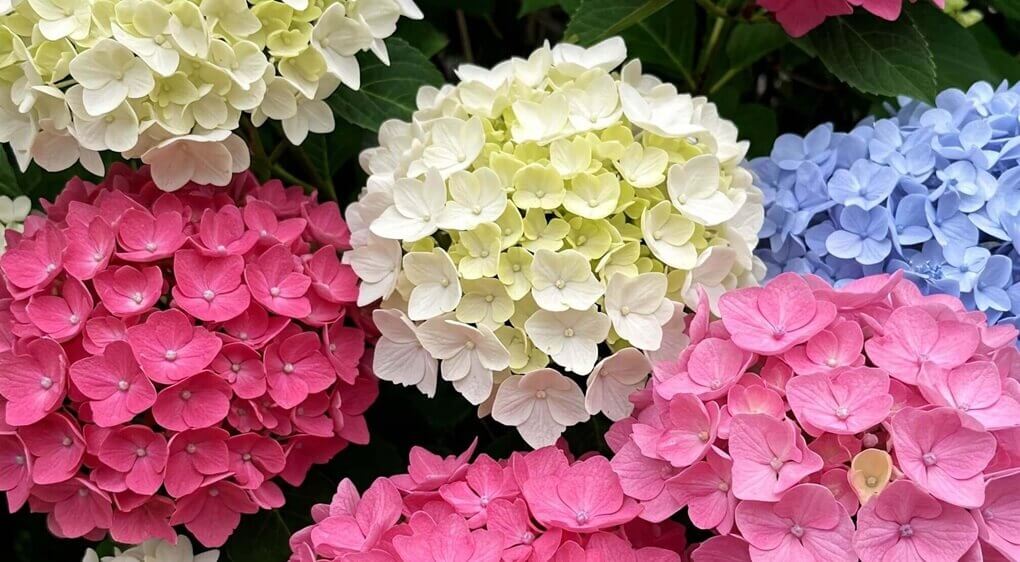 様々な彩りのあるたくさんのアジサイの花