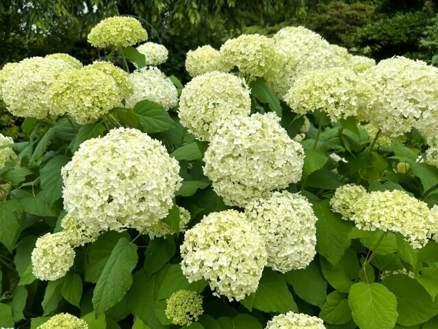 アナベルの花が咲いている様子