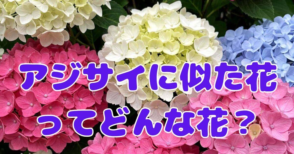 アジサイに似た花（サムネイル）