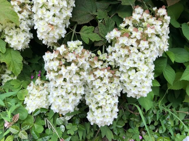 カシワバアジサイの花が咲いている様子