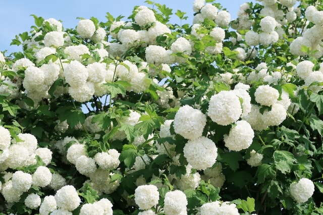 ビバーナム・スノーボールの花が咲いている様子