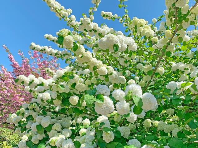 オオデマリの花が咲いている様子