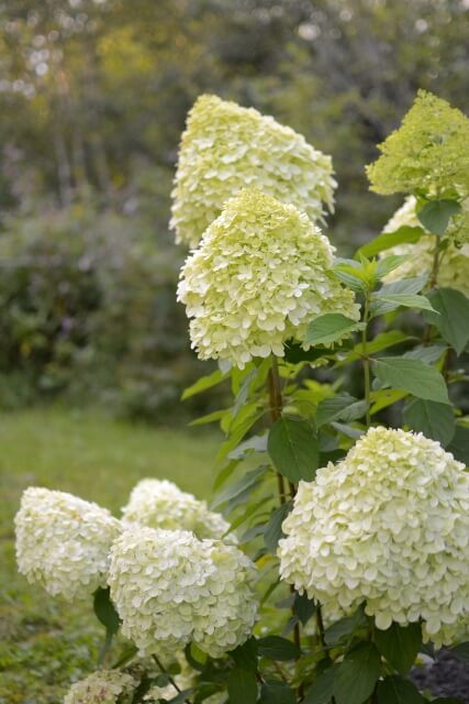 ノリウツギの花が咲いている様子